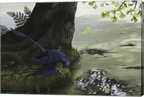 Framed Microraptor gui eating a small fish Print