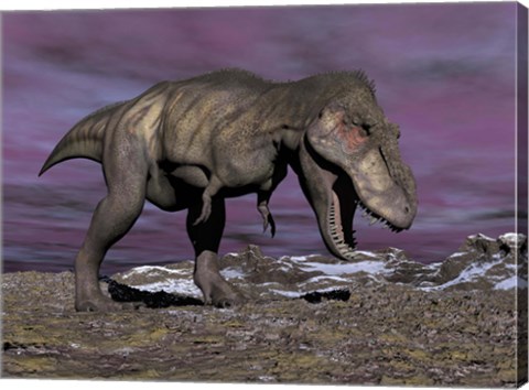 Framed Aggressive Tyrannosaurus Rex dinosaur walking in the desert Print