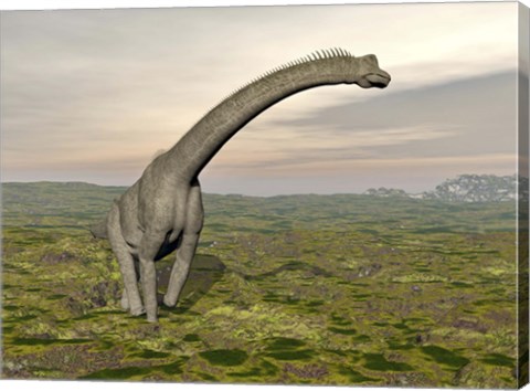 Framed Brachiosaurus dinosaur walking in grassy landscape Print