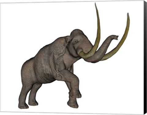 Framed Large mammoth, white background Print