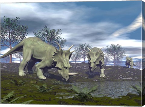 Framed Three Styracosaurus dinosaurs drinking from a nearby lake Print