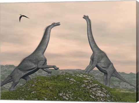 Framed Two Brachiosaurus dinosaurs fighting Print