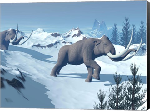 Framed Two large mammoths walking slowly on the snowy mountain Print