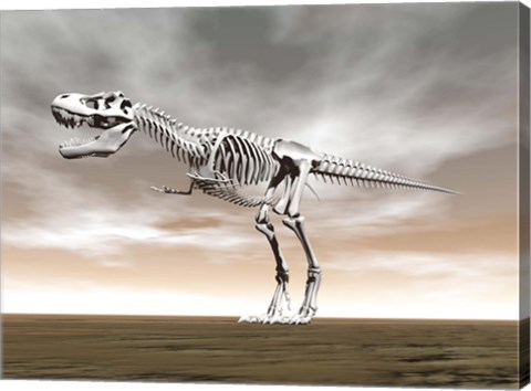 Framed Tyrannosaurus rex skeleton Print