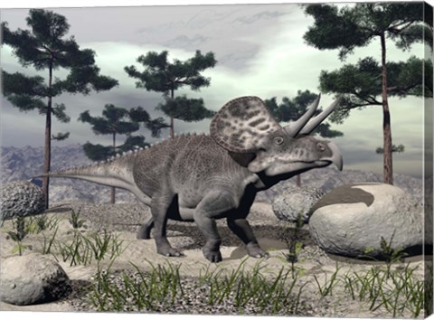 Framed Zuniceratops dinosaur walking on a hill with large rocks and pine trees Print