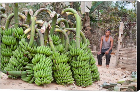 Framed India, Meghalaya, Bajengdoba, Bananas and the man who picked them Print