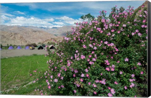 Framed Pink roses at campsite near the Hemis Monastery, Ladakh, India Print