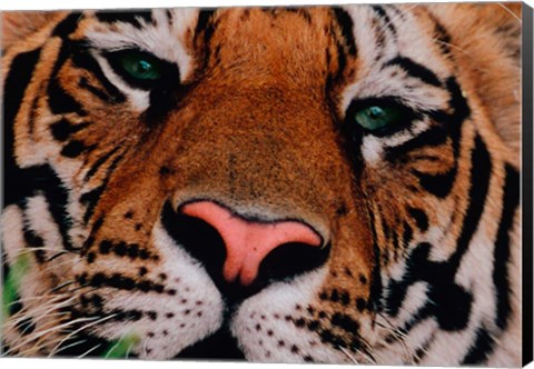 Framed Face of Bengal Tiger, India Print