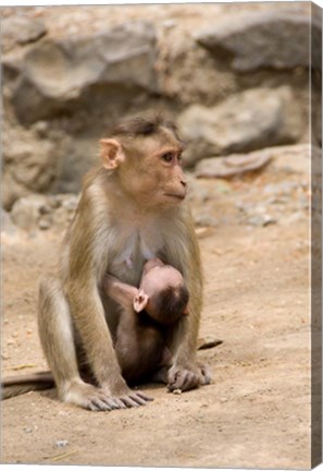 Framed India, Mumbai, Elephanta Caves, monkeys Print