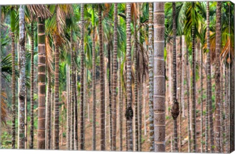 Framed Beetle nut tree trunk detail, Bajengdoba, Meghalaya, India Print