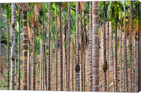 Framed Beetle nut tree trunk detail, Bajengdoba, Meghalaya, India Print