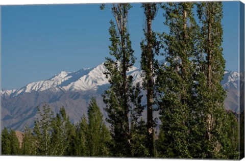 Framed India, Ladakh, Leh, Trees in front of snow-capped mountains Print