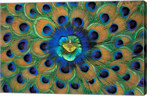 Framed Peacock Decor, India Print