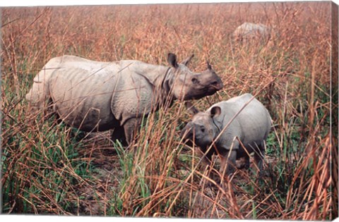 Framed Indian Rhinoceros in Kaziranga National Park, India Print