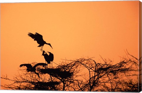 Framed Painted Stork against a sunset sky, India Print