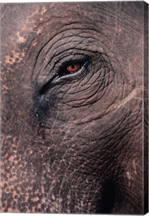 Framed Asian Elephant&#39;s Eye, Kaziranga National Park, India Print