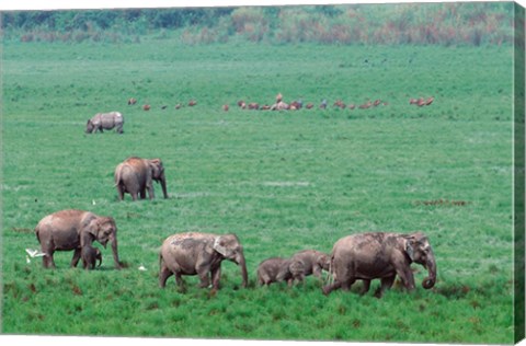 Framed Asian Elephant in Kaziranga National Park, India Print