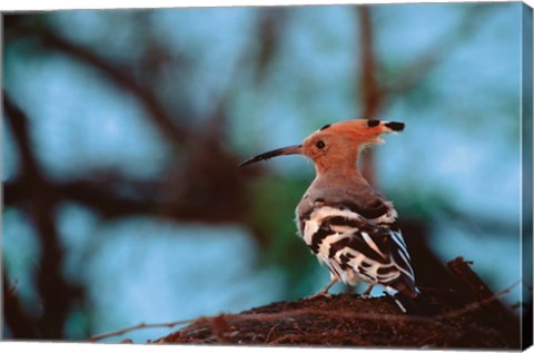 Framed Common Hoopoe in Bandhavgarh National Park, India Print