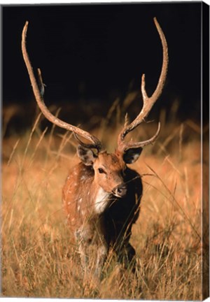 Framed Chital in Bandhavgarh National Park, India Print