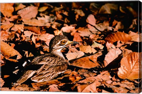 Framed Eurasian Thick-knee in Bandhavgarh National Park, India Print