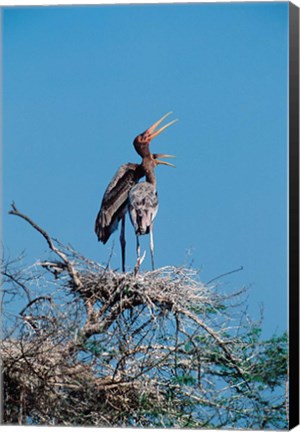 Framed pair of Painted Stork in a tree, India Print