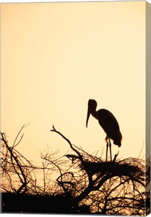 Framed Painted Stork in Bandhavgarh National Park, India Print