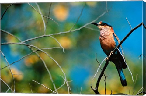 Framed Indian Roller in Bandhavgarh National Park, India Print