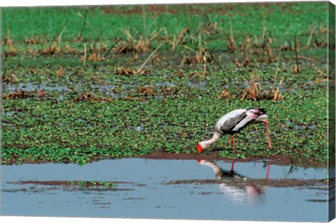 Framed Painted Stork by the water, India Print