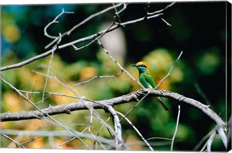 Framed Green Bee-eater in Bandhavgarh National Park, India Print