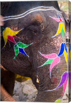 Framed Elephant at Amber Fort, Rajasthan, Jaipur, India Print