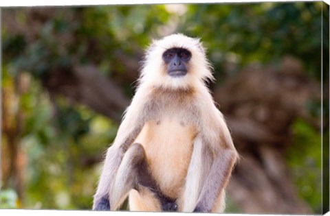 Framed Monkey, Ranthambore National Park, Rajastan, India Print