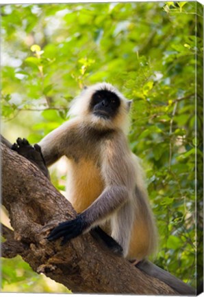 Framed Monkey, Rajastan, India Print