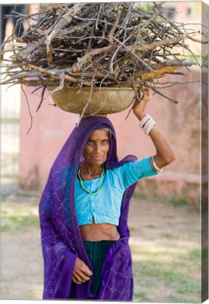 Framed Woman Carrying Firewood on Head in Jungle of Ranthambore National Park, Rajasthan, India Print