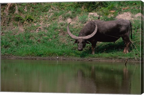 Framed Water Buffalo in Kaziranga National Park, India Print