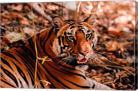 Framed Bengal Tiger in Bandhavgarh National Park, India Print