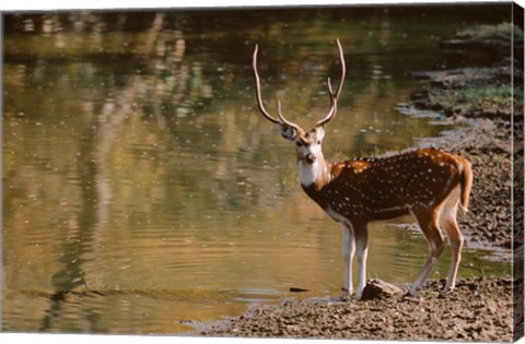 Framed Chital at Water&#39;s Edge in Bandhavgarh National Park, India Print