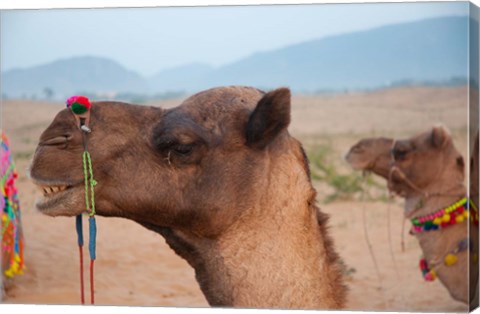 Framed Close-up of a camel, Pushkar, Rajasthan, India. Print