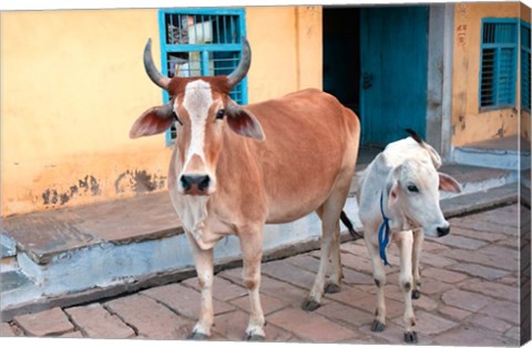 Framed Cow and calf on the street, Jojawar, Rajasthan, India. Print