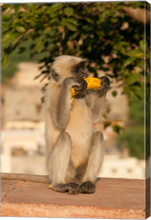 Framed Langur Monkey holding a banana, Amber Fort, Jaipur, Rajasthan, India Print