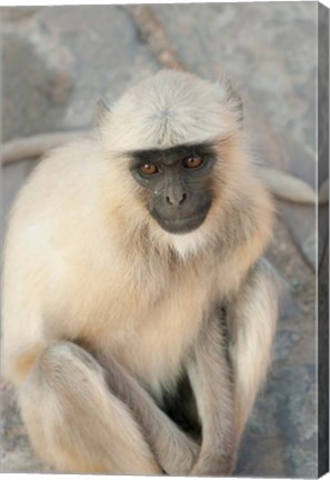 Framed Langur Monkey, Amber Fort, Jaipur, Rajasthan, India Print