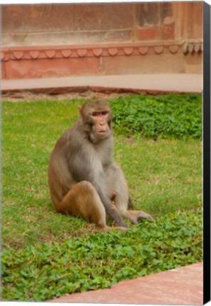 Framed Monkey, Uttar Pradesh, India Print