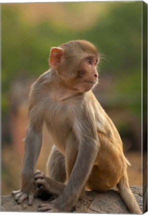 Framed Young Rhesus monkey, Monkey Temple, Jaipur, Rajasthan, India Print