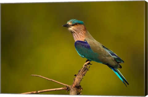 Framed Indian Roller, Bandhavgarh National Park, India Print