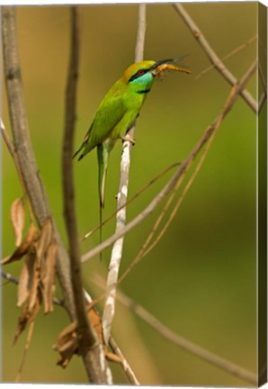 Framed Green Bee-Eater, Madhya Pradesh, Kanha National Park, India Print