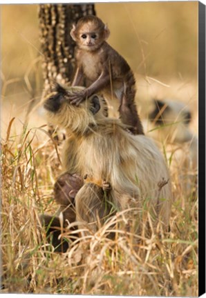 Framed Hanuman Langur, Madhya Pradesh, Kanha National Park, India Print