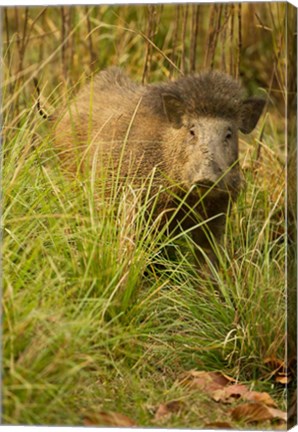 Framed Indian Wild Boar, Madhya Pradesh, Kanha National Park, India Print
