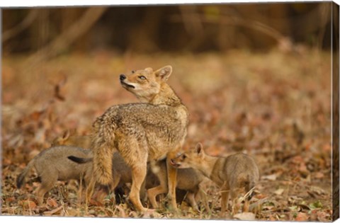 Framed Jackal With Pups, Madhya Pradesh, Pench National Park, India Print