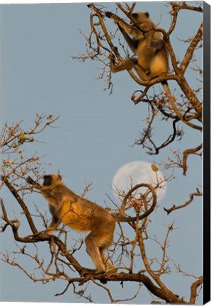 Framed Pair of Hanuman Langur, Kanha National Park, India Print