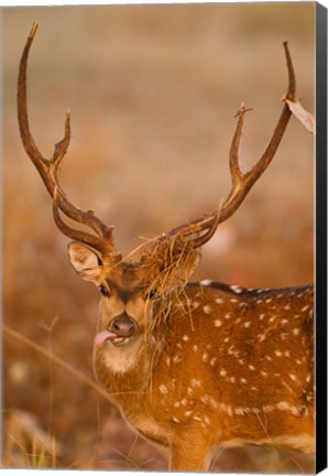 Framed Spotted Deer, Madhya Pradesh, Kanha National Park, India Print