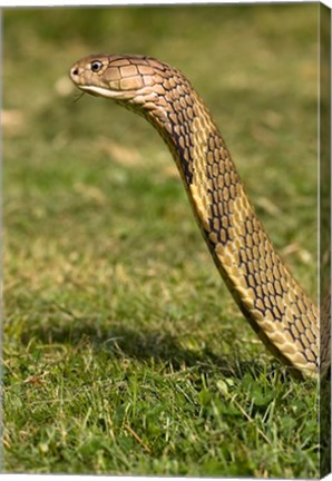 Framed King Cobra snake, South East Captive Print